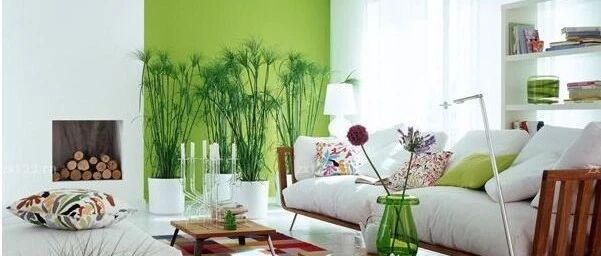 最适合客厅摆放的盆栽 不仅寓意好 还有特殊功能！