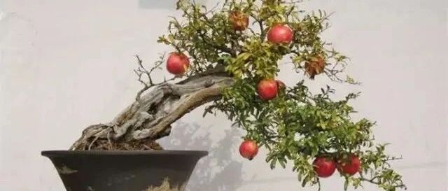 家里养这些，至少多活十年！