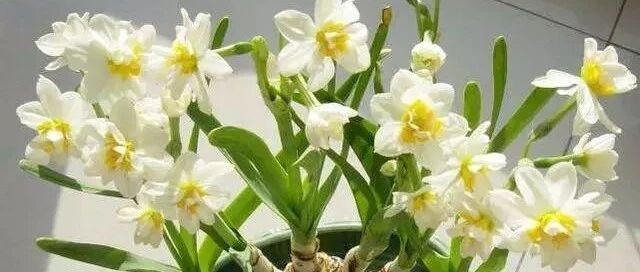 这4种花是“一次性”的 ，冬天只能养几个月，你还会买吗？