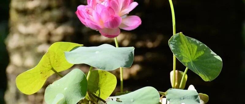 这几款高端大气上档次的植物，随便养一盆，瞬间提升家居品味！