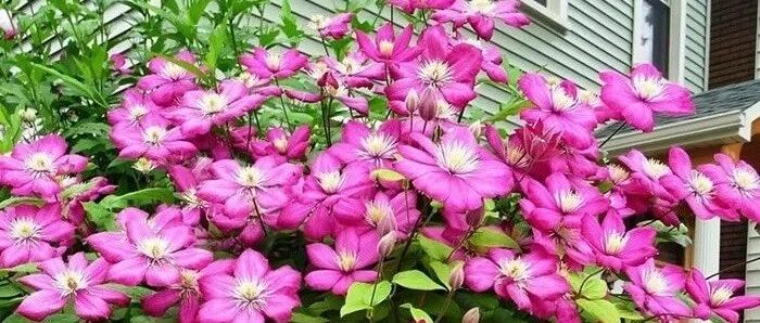 11种美美的爬藤花卉，家里有一颗都能让人流连忘返！