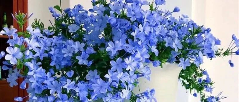 炎炎夏日，这5种花千万别缺水，缺水一天都可能会枯萎！