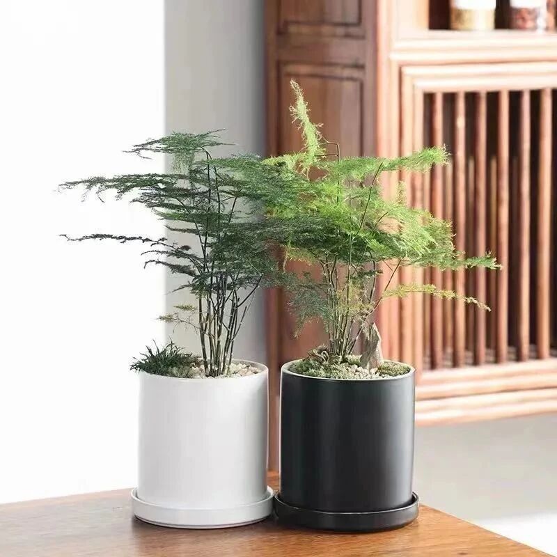 适合在办公室养的五种小盆栽，增财运、旺事业，耐阴又好养，越养越吉祥!