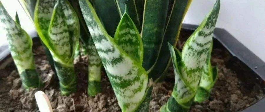 11月最适合扦插的3种花，丢土里嗖嗖长根！