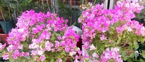 这6种花，现在随便养一盆2个月后都能开爆花盆！