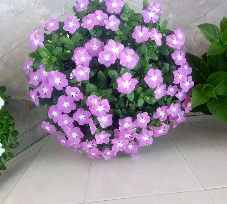 杭州房产门户 Powered By Discuz