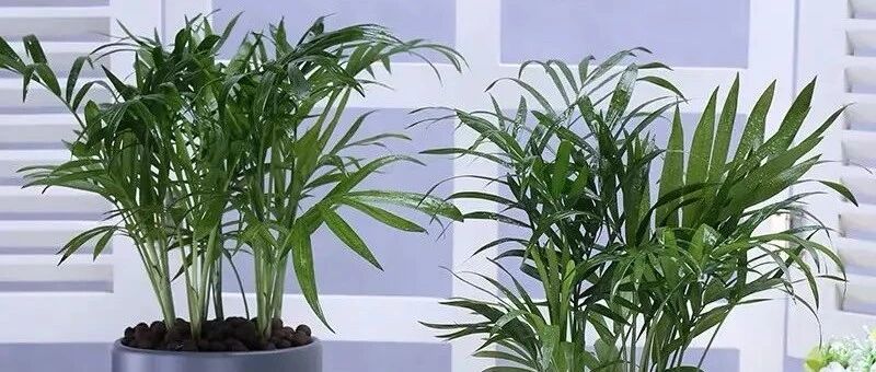 十大吸甲醛植物调查 绿萝吊兰都没上榜 第一名竟是它