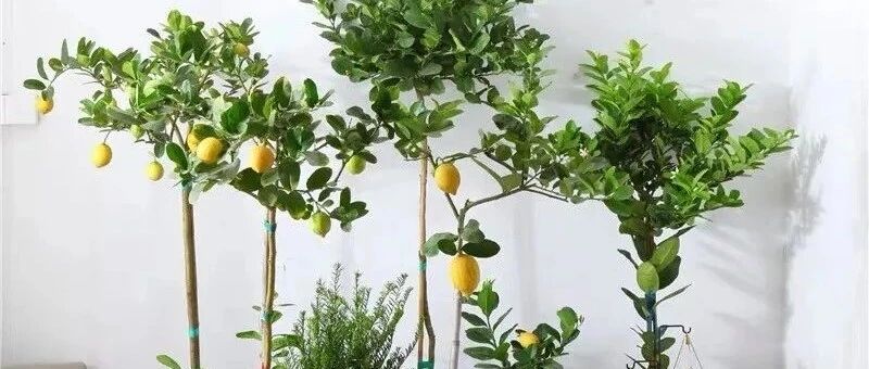 人养花、花也养人，家养9种花，清新空气、美化环境，越养越健康！