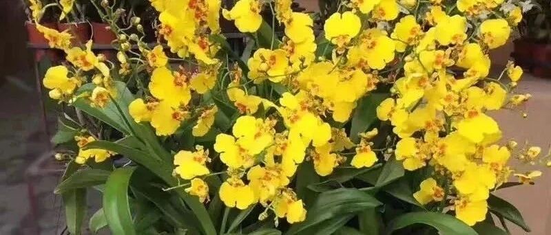 适合现在入手的八种花，个个都是高颜值，家里养上几盆，繁花似海、漂亮极了！