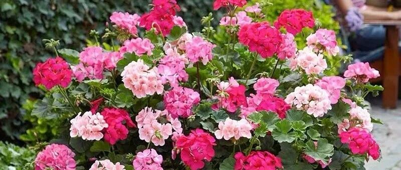 6种“省心花”，不招虫、生病少，漂亮又好养，新手也能安心入手！