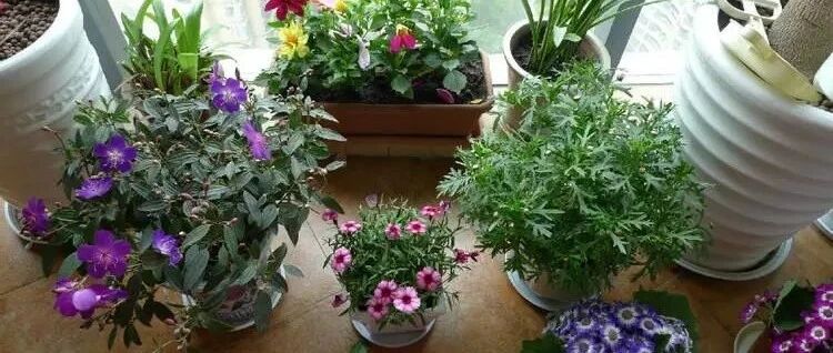 老祖宗留下的养花口诀，记住了，何愁花草长不旺！