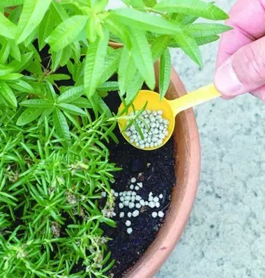 怎么给花施肥?养花人必学,看过来! 怎么给花施肥?养花人必学,看过来!