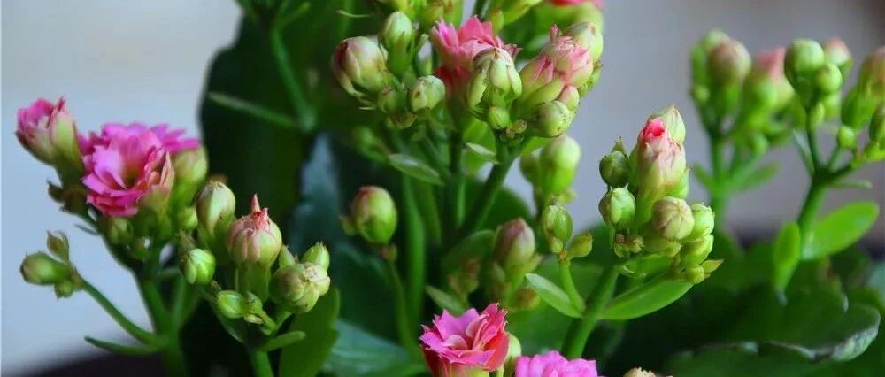 长寿花春天有“四怕”，注意这四点一个月后开满花苞！