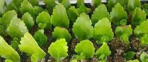 这些花别再买了，土里插一片叶子就能长一盆