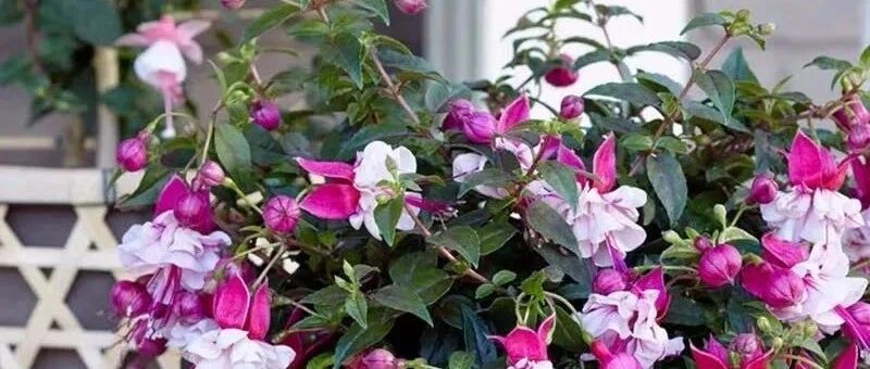 适合现在入手的八种花，个个都是高颜值，家里养上几盆，繁花似海、漂亮极了！