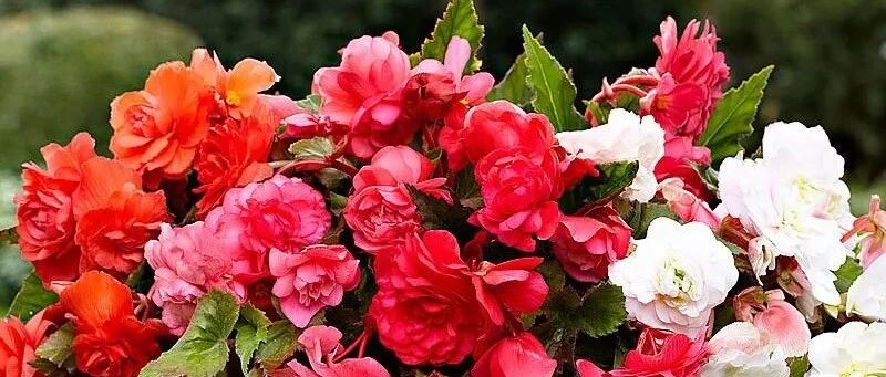 这6种花12月再便宜也要慎重购买，娇气怕冷，达不到条件难养活！