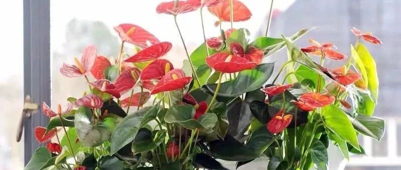 这八种花千万别多晒太阳，一晒就发蔫！