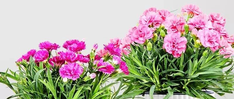 这几种花家里一定要有一盆，不仅美化环境，还有杀菌、消炎的特殊功效！