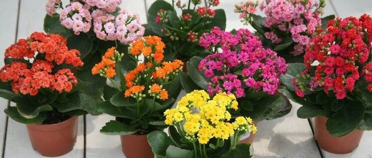 现在长寿花不修剪，秋冬难开花!