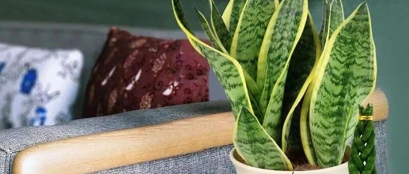 最怕冷的三种小绿植，天冷赶紧搬回屋内，小心冻黄又冻伤！