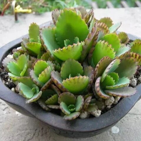 随便掐个枝都能养活的9种花，不用管就能爆盆！