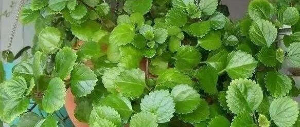 这些植物吊起来养，就是一片瀑布！