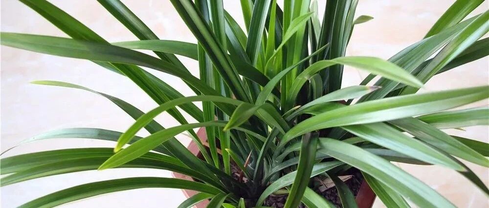 养花加点它，植物嗖嗖的长，烂根黄叶再也不出现了！