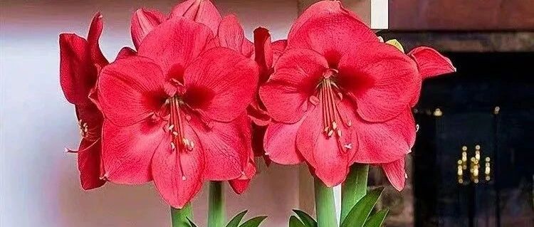 迎国庆、庆中秋，推荐5种“吉祥花”，愿国泰民安，合家团圆！