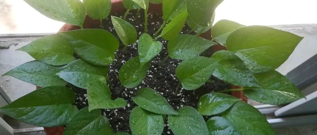 春天养绿萝，学会“3种”扦插方法，一盆变10盆！