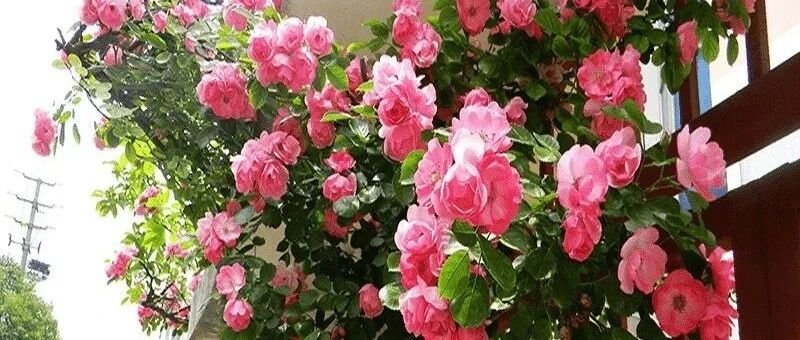 11种美美的爬藤花卉，养一颗就能让人流连忘返！