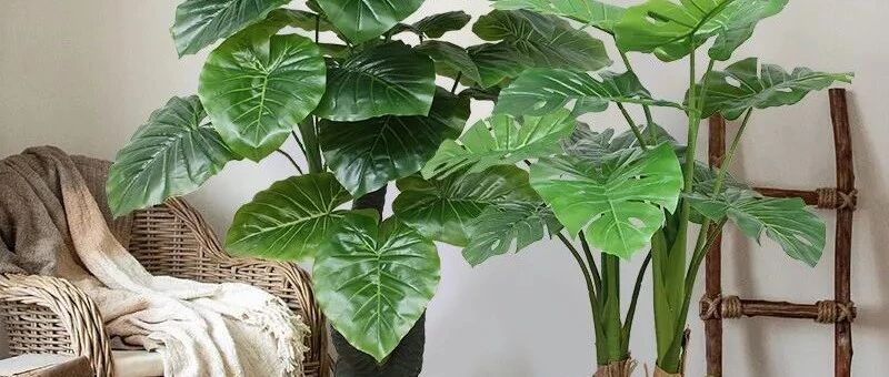 推荐10种耐阴花卉植物，家里光照不好也能养的很好！