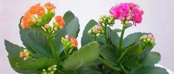 卧室里放盆这个，让你一觉睡到天亮！