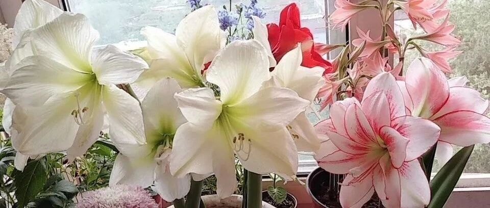 养花人最值得养的六种花，每一种都美得让人心动！