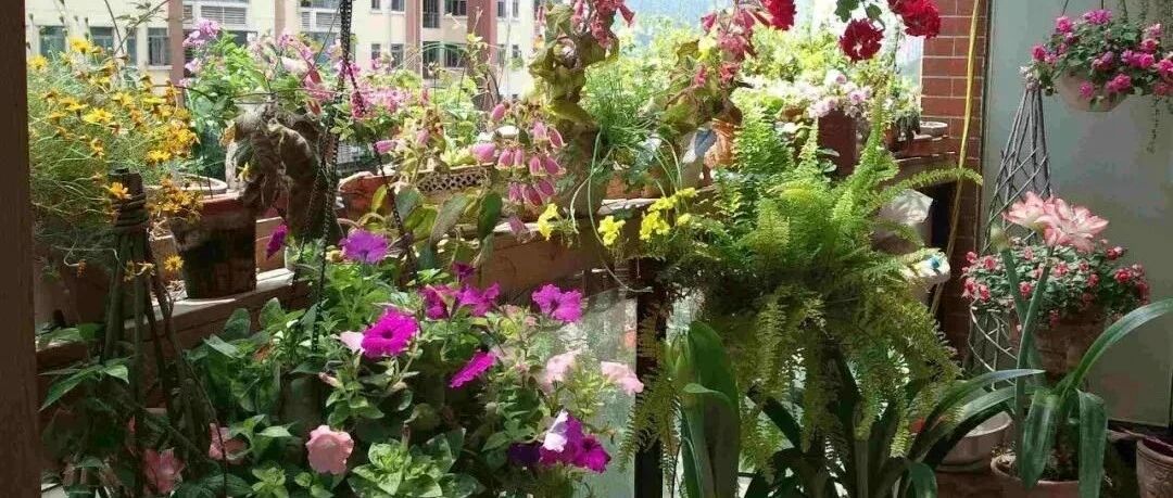 这10种花低于10度就赶紧断水，一瓢水就能要了命