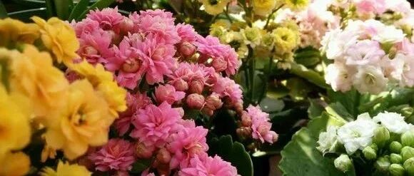 长寿花还没花苞？找对位置掐几下，花苞嗖嗖冒