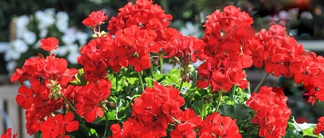 冬季一定要买这9种花，开花红艳艳，漂亮又喜庆！