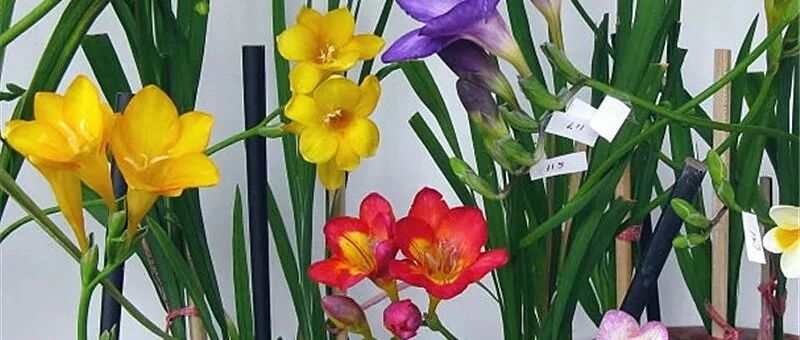 这4种香香花，过年开得正旺，比香水还好闻！