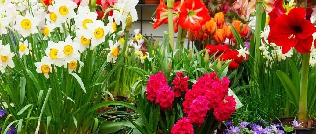 家里养棵“招财树” 镇宅又旺运，越养越有钱！