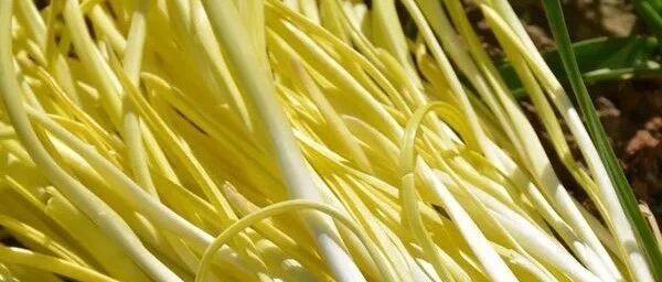 这种菜在家就能种，没阳光也能长，只要一个纸箱子，种一次能吃到过完春节，赶快动起来！