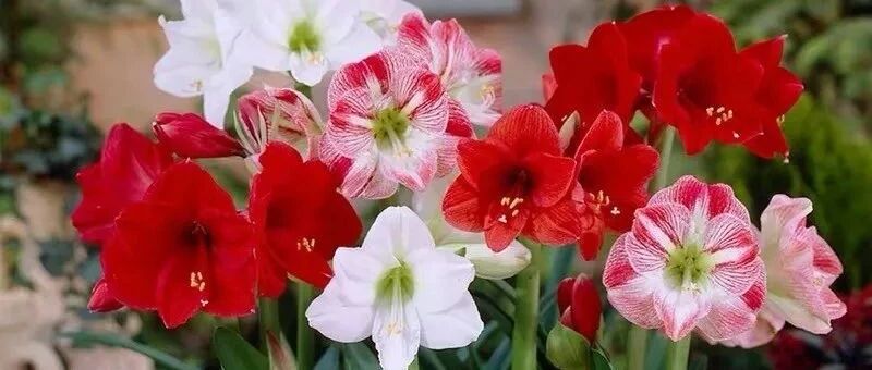 5种吉祥花，家里养一盆，富贵吉祥，鸿运当头！