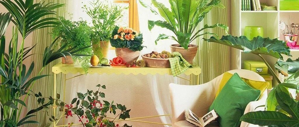 家里养这10种树，高大威武，镇宅守家！