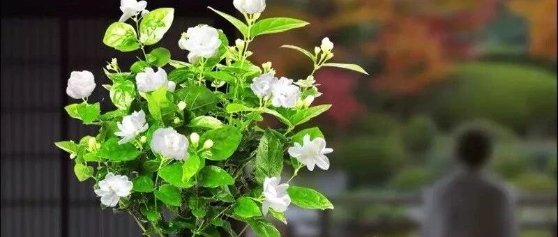 家养五种“香味花”，杀菌又消炎，家里至少要有一盆！