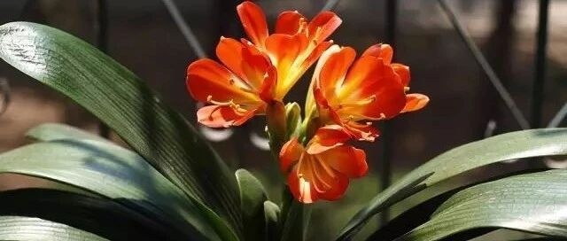 家中放一盆，聚财旺家保平安！