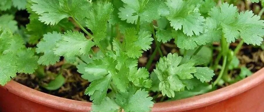 香菜不用种子就能种，几天就能吃！