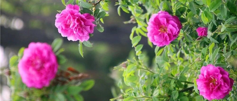 这张表能帮无数花友，喜欢养花的朋友千万别错过！