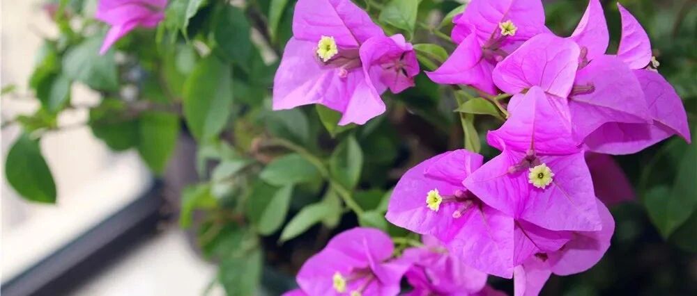 这几种花一定要养，好看、好养又便宜，一盆能开大半年！