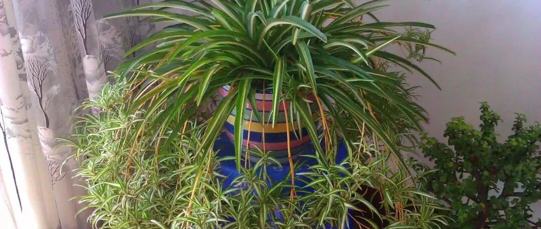 春天吊兰这么养，长疯了！