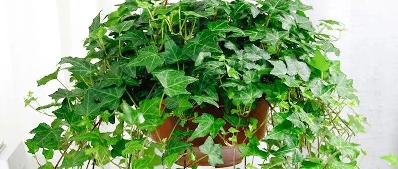 喜欢养花一定要多养这几种花，每种都有特殊本领！