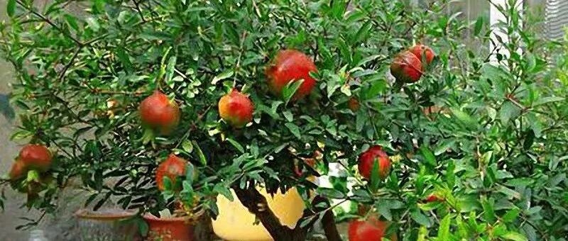 家里养棵守家树，镇宅又纳福，养得越久越吉祥，1盆能顶10盆！