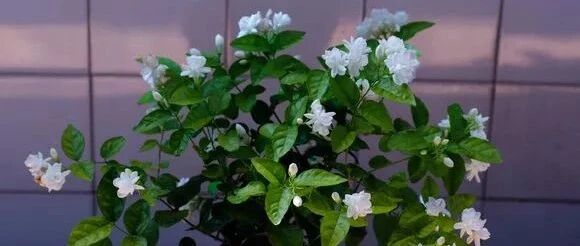 这10种花，天冷必须“虐待”养，否则很难安全过冬！